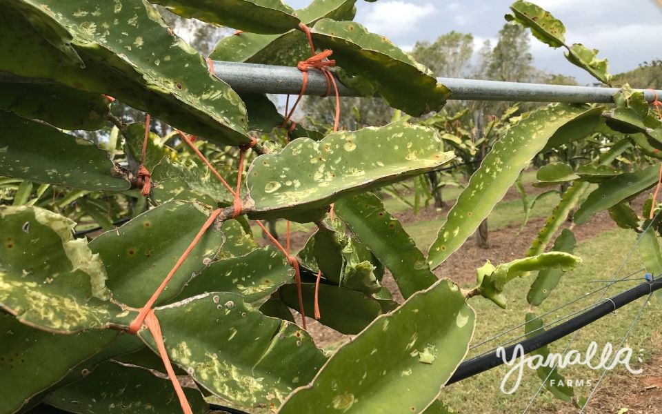 blog farm updates dragon fruit hail 002