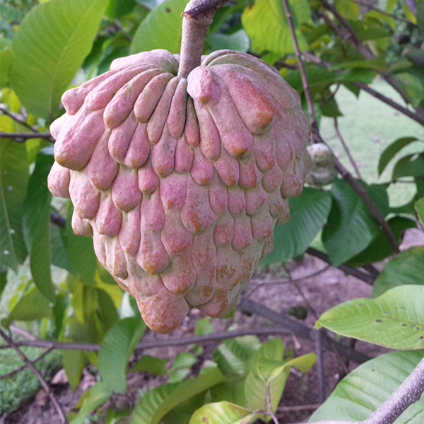 PinksBlush Custard Apple