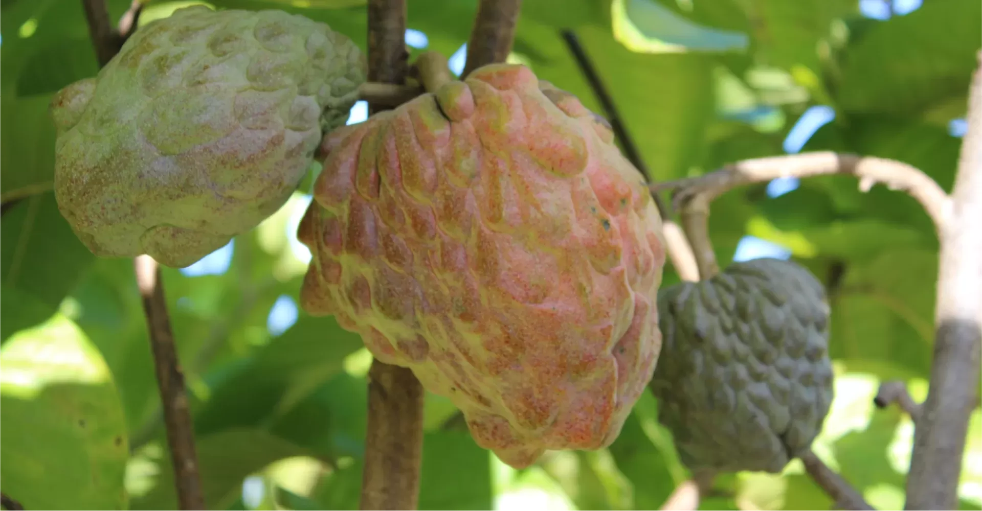 Pinks Blush Custard Apples